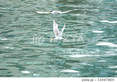 黒色 黒 ブラック 33097864