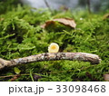 きのこ 33098468