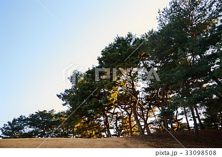 森 世界文化遺産 朝鮮王陵 33098508