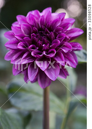 紫のダリアの写真素材