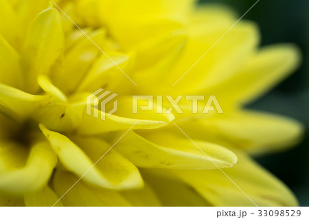 黄色のダリアのアップ 33098529