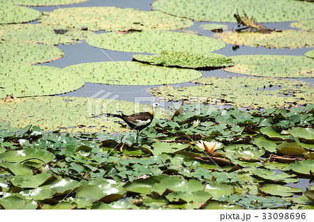 台湾 腰掛け 住む 33098696