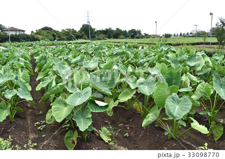 サトイモ畑 33098770