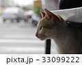 可愛い動物 かわいい動物 動物 33099222