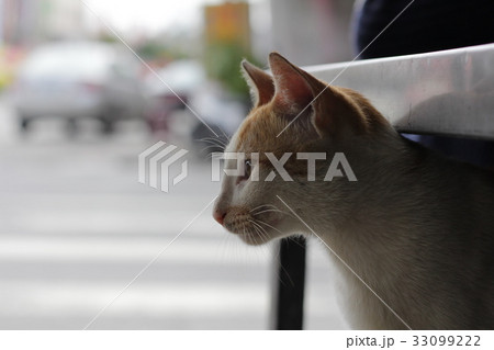 可愛い動物 かわいい動物 動物 33099222