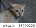 可愛い動物 かわいい動物 動物 33099223
