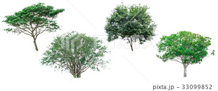 Set of green trees isolated on white background. 33099852