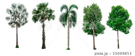 Set green trees isolated on white background. 33099853