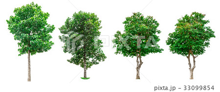 Set of green trees isolated on white background. 33099854