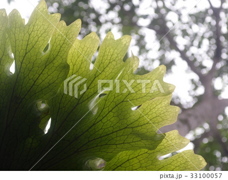 green tropical forest jungle large size fern leaf green tropical forest jungle large size fern leaf 33100057