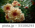 ASTER 33100293
