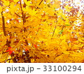 yellow maple 33100294