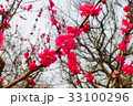 梅 33100296