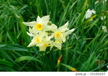 水仙 33100297