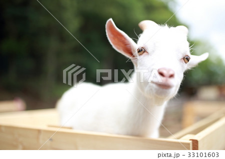 ヤギ (動物 生物 哺乳類 山羊 家畜 牧場 ペット ウシ科 ヤギ属 動物園 かわいい) 33101603