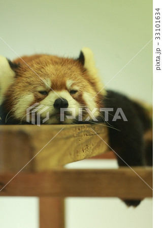 レッサーパンダ (生物 動物 昼寝 哺乳類 睡眠 仮眠 眠る 寝る) 33101634
