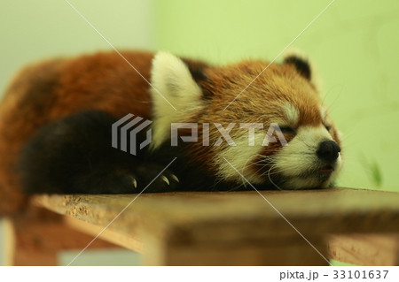 レッサーパンダ (生物 動物 昼寝 哺乳類 睡眠 仮眠 眠る 寝る) 33101637