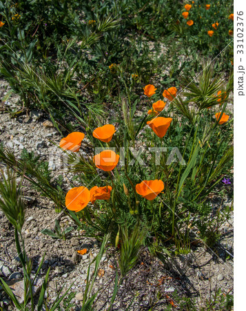 California orange poppy on the ground 33102376