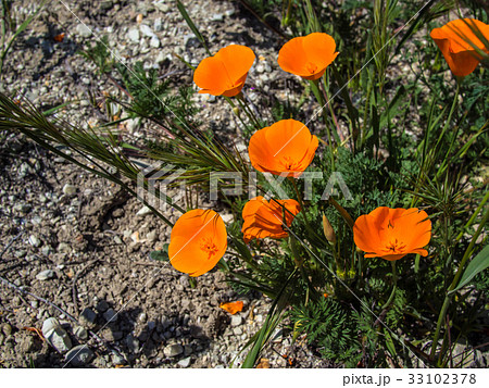 California orange poppy on the ground 33102378
