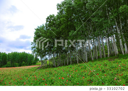 ファーム富田 ポピー畑と白樺の木 33102702