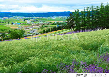 ファーム富田 ビール大麦畑と彩り畑 ファーム富田 ビール大麦畑と彩り畑 33102703