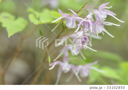 イカリソウ 33102850