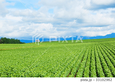 美瑛 パノラマロードエリアの農村風景 美瑛 パノラマロードエリアの農村風景 33102962