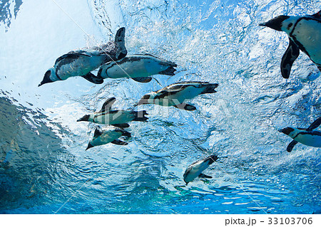空を飛ぶペンギン 空を飛ぶペンギン 33103706