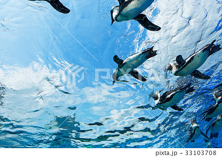 空飛ぶペンギン 空飛ぶペンギン 33103708