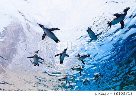 空飛ぶペンギンの写真素材