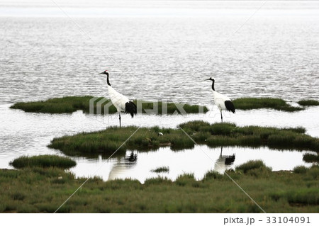 タンチョウ タンチョウ 33104091