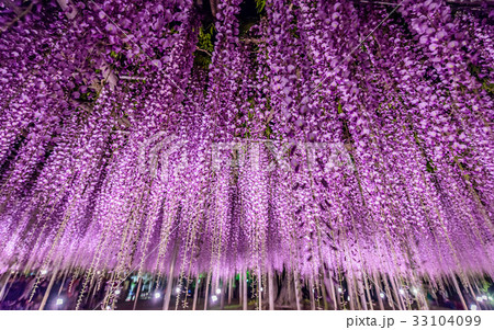 藤の花の写真素材 藤の花の写真素材
