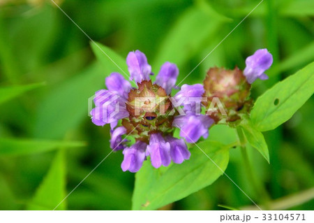 高原のウツボグサの花咲く 高原のウツボグサの花咲く 33104571