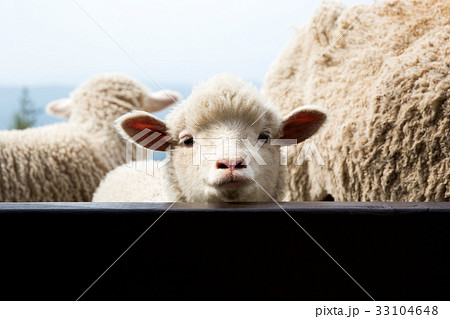 牧場 動物 家畜 33104648