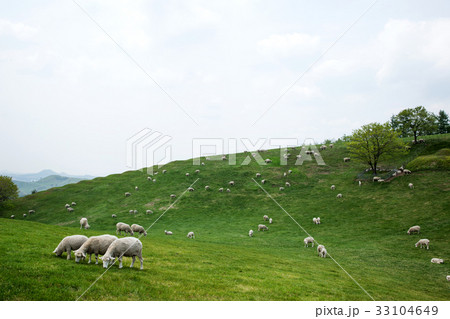 牧場 大関嶺 動物 33104649