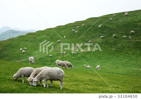 動物 家畜 韓国 33104650