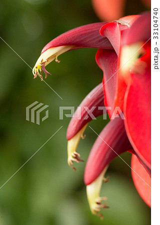 夏に咲く赤い花の写真素材
