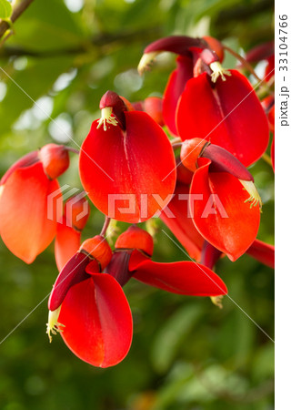 赤いドレスの夏の花 33104766