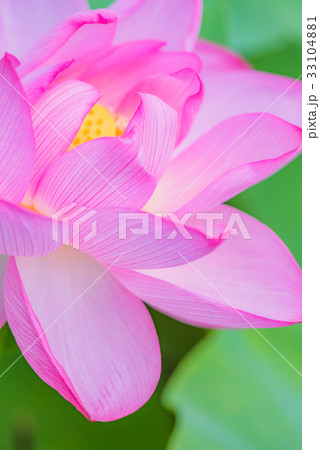 蓮 蓮の花 ハス はす ピンクの花 大きい花 夏の花 初夏 水辺の花 の写真素材