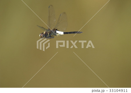 生き物　昆虫　コシアキトンボ、腰の色が抜けているので『腰空き』。白はオス、メスは黄色っぽい 33104911