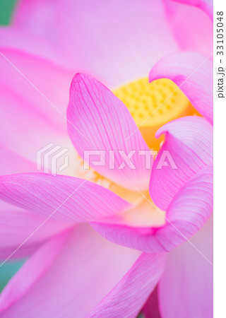 蓮、蓮の花、ハス、はす、ピンクの花、大きい花、夏の花、初夏、水辺の花、 33105048