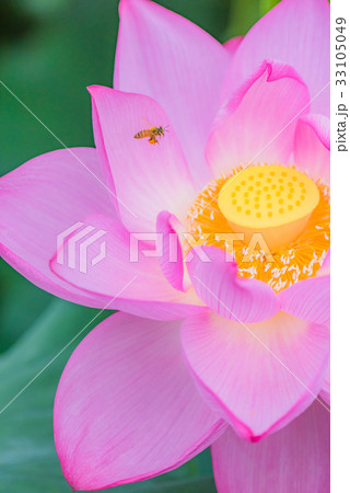 蓮、蓮の花、ハス、はす、ピンクの花、大きい花、夏の花、初夏、水辺の花、 33105049