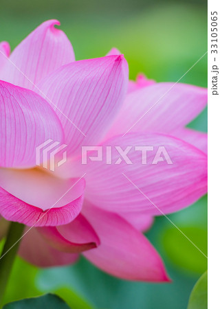 蓮 蓮の花 ハス はす ピンクの花 大きい花 夏の花 初夏 水辺の花 の写真素材