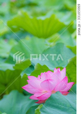 蓮 蓮の花 ハス はす ピンクの花 大きい花 夏の花 初夏 水辺の花 の写真素材