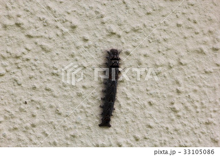 ヨシカレハの幼虫02 ヨシカレハの幼虫02 33105086