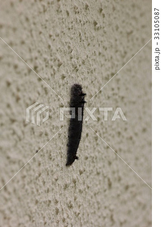 ヨシカレハの幼虫０３ 33105087