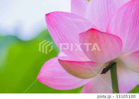 蓮 蓮の花 ハス はす ピンクの花 大きい花 夏の花 初夏 水辺の花 の写真素材