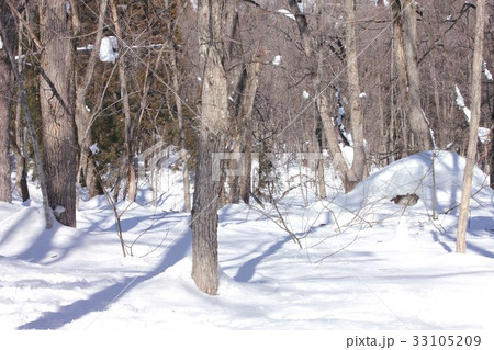 冬晴れの雪深い信州の山林 33105209