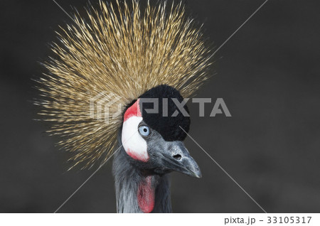 ホオジロカンムリツル ホオジロカンムリツル 33105317