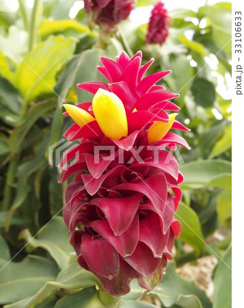 熱帯植物 コスタス・バルバタス（スパイラル・ジンジャー） 33106633